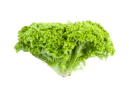 Lollo biando lettuce (Holland)